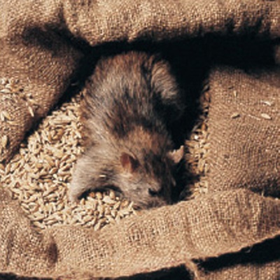 commericial-pest-advice-rat-in-grain